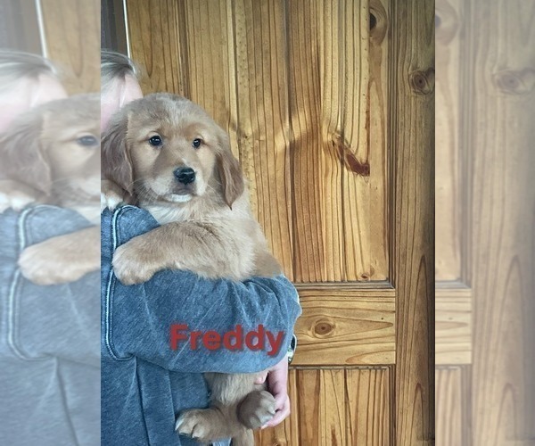 Medium Photo #3 Golden Retriever Puppy For Sale in BURNS, KS, USA