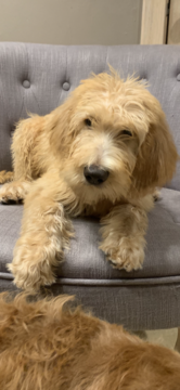 Medium Photo #2 Poodle (Standard)-Spinone Italiano Mix Puppy For Sale in CLEVELAND, OH, USA