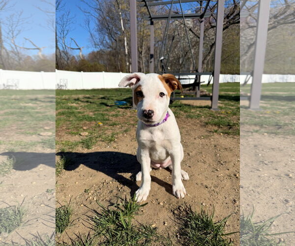 Medium Photo #2 Mutt Puppy For Sale in Cliffwood, NJ, USA