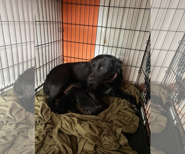 Medium Photo #4 Labrador Retriever-Unknown Mix Puppy For Sale in pomfret, CT, USA