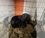 Small #3 Labrador Retriever Mix