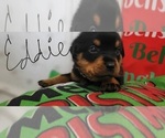 Small #4 Rottweiler