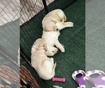 Small #1 Golden Retriever
