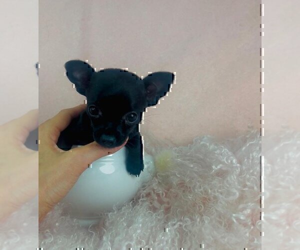 Medium Photo #9 Chihuahua Puppy For Sale in FT LAUDERDALE, FL, USA