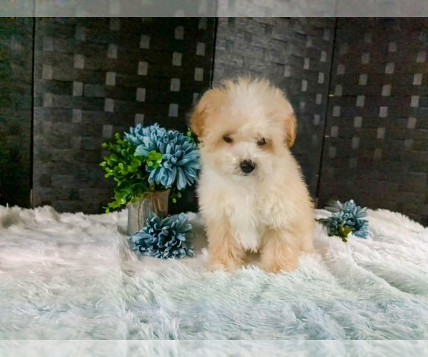 Medium Photo #1 Poochon Puppy For Sale in CAPAC, MI, USA