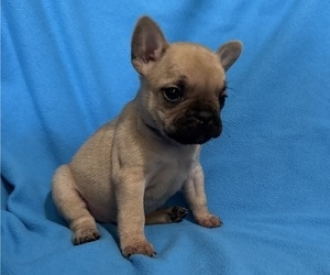 Medium French Bulldog