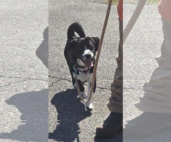 Medium Photo #2 Mutt Puppy For Sale in Rustburg, VA, USA
