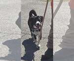 Small #1 Mutt