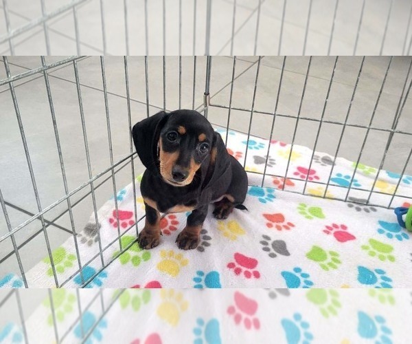 Medium Photo #5 Dachshund Puppy For Sale in ORO VALLEY, AZ, USA