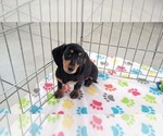 Small #4 Dachshund