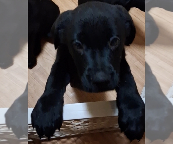 Medium Photo #1 Shepweiller Puppy For Sale in VALLEJO, CA, USA