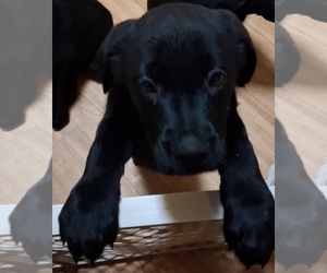 Shepweiller Puppy for sale in VALLEJO, CA, USA