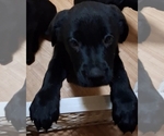 Small Shepweiller