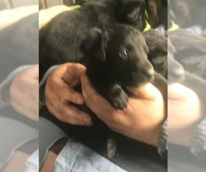 Chesador Puppy for sale in AVOCA, MI, USA