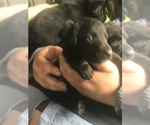 Small Photo #1 Chesador Puppy For Sale in AVOCA, MI, USA