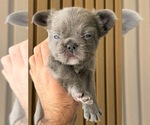 Small Photo #16 French Bulldog Puppy For Sale in NOGALES, AZ, USA