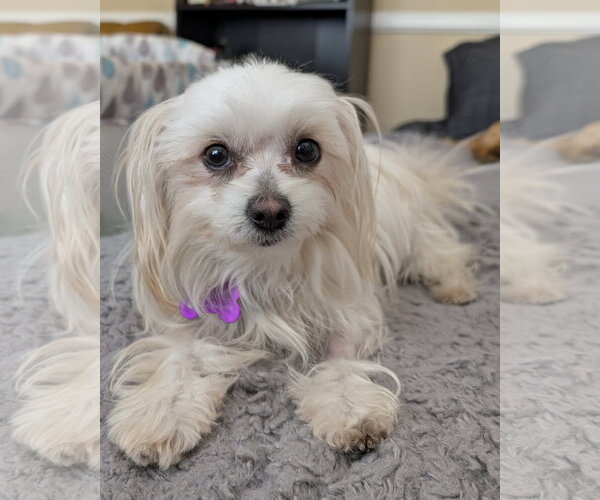 Medium Photo #1 Mal-Shi Puppy For Sale in Corona, CA, USA