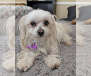 Mal-Shi Dogs for adoption in Corona, CA, USA
