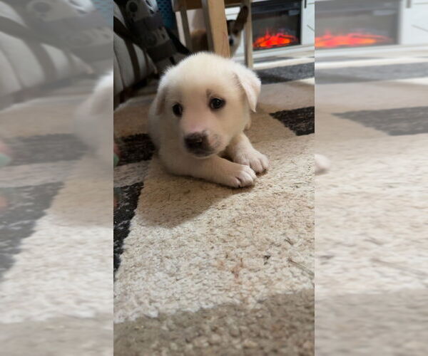 Medium Photo #3 Great Pyrenees-Unknown Mix Puppy For Sale in OKLAHOMA CITY, OK, USA