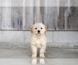 Golden Retriever Puppy for sale in WARSAW, IN, USA