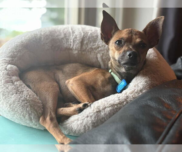 Medium Photo #2 Chihuahua Puppy For Sale in Mukwonago, WI, USA