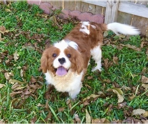 Cavalier King Charles Spaniel Puppy for sale in SPRING BRANCH, TX, USA