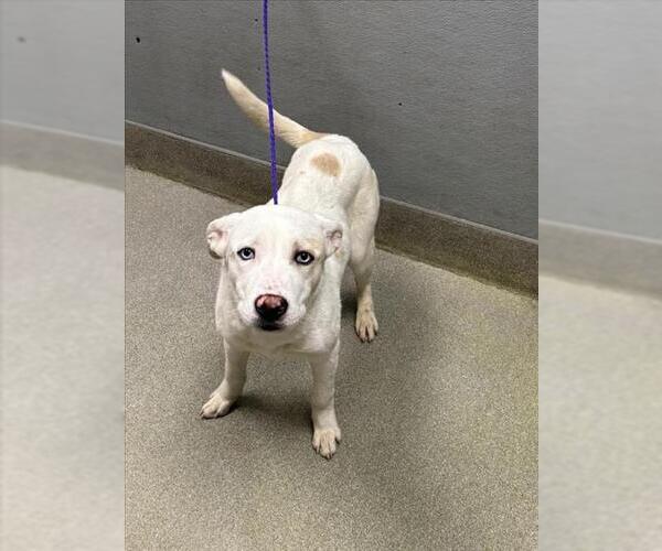 Medium Photo #1 Border Collie-Unknown Mix Puppy For Sale in Las Vegas, NV, USA