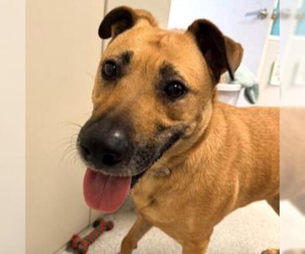 Medium Photo #2 German Shepherd Dog Puppy For Sale in Alameda, CA, USA