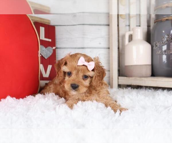 Medium Photo #1 Cavapoo Puppy For Sale in DACULA, GA, USA