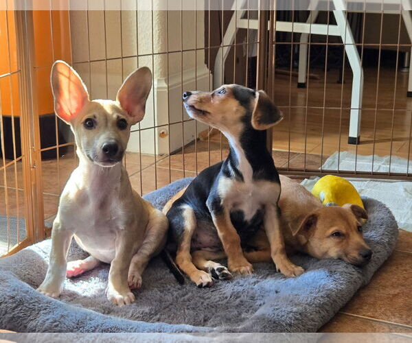 Medium Photo #3 Cheagle Puppy For Sale in Virginia Beach, VA, USA