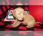 Small Photo #6 Labrador Retriever Puppy For Sale in NEENAH, WI, USA