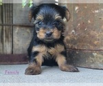 Small Photo #19 Yorkshire Terrier Puppy For Sale in MANES, MO, USA
