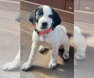 Great Pyrenees-Pointer Mix Dogs for adoption in Enfield, CT, USA