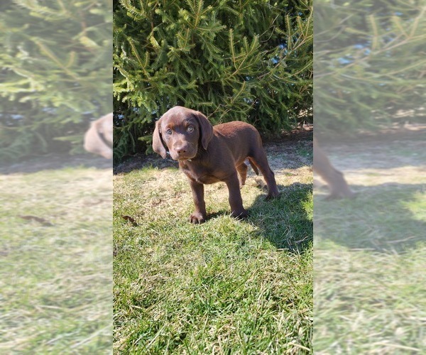 Medium Photo #3 Labrador Retriever Puppy For Sale in GREENWOOD, WI, USA