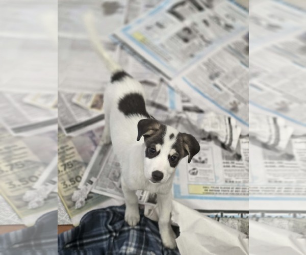 Medium Photo #7 Aussiedor Puppy For Sale in SHERBURNE, NY, USA