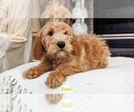 Puppy Basil Soft Coated Wheaten Terrier