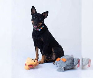 Mutt Dogs for adoption in Oak Bluffs, MA, USA