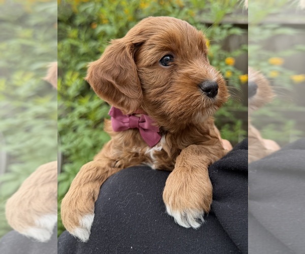 Medium Photo #1 Goldendoodle (Miniature) Puppy For Sale in MANTECA, CA, USA