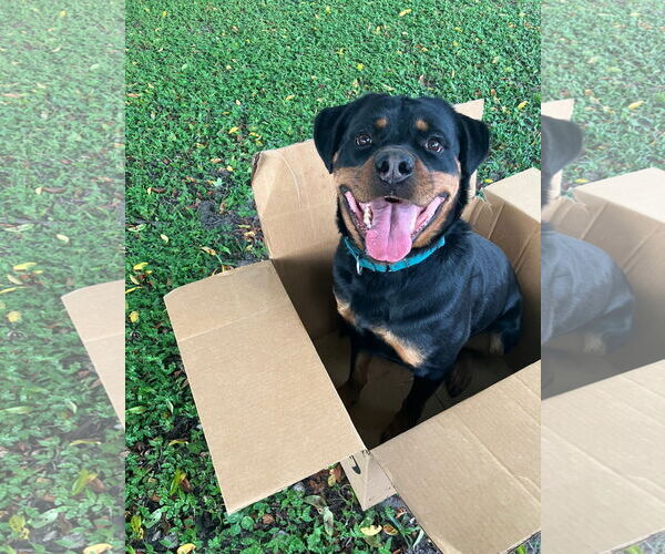 Medium Photo #2  Puppy For Sale in , 