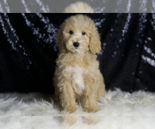Medium Photo #5 Goldendoodle (Miniature) Puppy For Sale in WARSAW, IN, USA