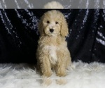 Small #4 Goldendoodle (Miniature)