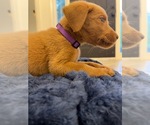 Puppy Puppy 8 Labrador Retriever