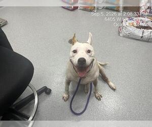 Mutt Dogs for adoption in Ocala, FL, USA