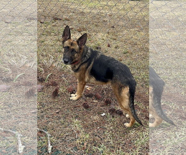 Medium Photo #3 German Shepherd Dog Puppy For Sale in Plantation, FL, USA