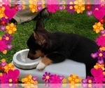 Small Photo #19 Pembroke Welsh Corgi-Scottish Terrier Mix Puppy For Sale in GREELEY, CO, USA
