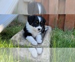 Small Photo #5 Miniature Australian Shepherd Puppy For Sale in MONTGOMERY, IL, USA