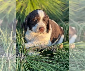 English Springer Spaniel Puppy for sale in MILAN, GA, USA