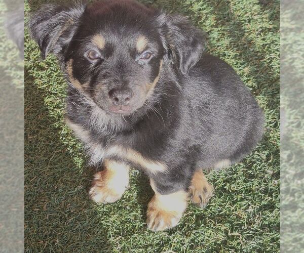 Medium Photo #1 Chihuahua-Unknown Mix Puppy For Sale in Carrollton, TX, USA
