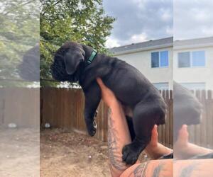 Medium Cane Corso