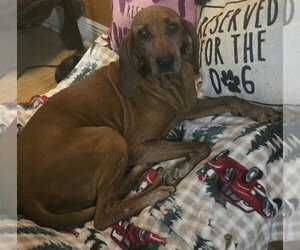 Redbone Coonhound Dog for Adoption in Alexander, Arkansas USA